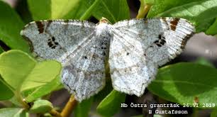 Attēlu rezultāti vaicājumam “Macaria notata”