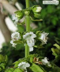 Attēlu rezultāti vaicājumam “Ocimum basilicum flower”
