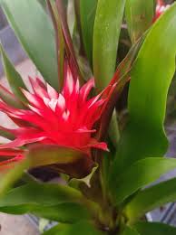 Картинки по запросу гусмания