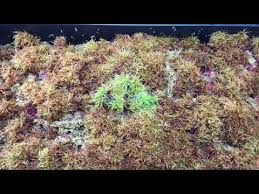 Attēlu rezultāti vaicājumam “Sphagnum austinii”