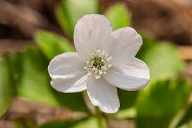 Attēlu rezultāti vaicājumam “Tranzschelia anemones”