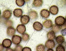 Attēlu rezultāti vaicājumam “Didymium spongiosum macro”