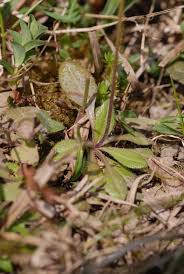 Attēlu rezultāti vaicājumam “Arabis hirsuta”