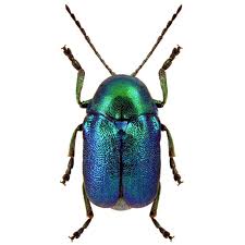 Attēlu rezultāti vaicājumam “Chrysomelidae”