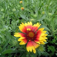 Image result for Gaillardia `Kobold`