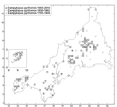 Attēlu rezultāti vaicājumam “Campylopus pyriformis sporophyte”