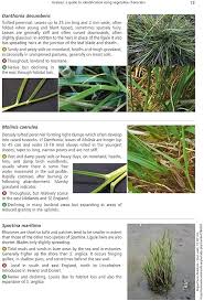 Attēlu rezultāti vaicājumam “Danthonia decumbens fruit”