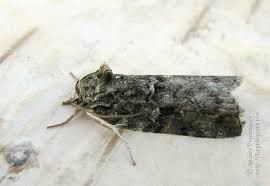 Attēlu rezultāti vaicājumam “Nycteola degenerana”