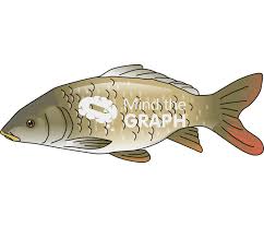 Image result for Cyprinus carpio