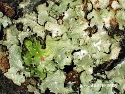 Attēlu rezultāti vaicājumam “Cetrelia olivetorum”