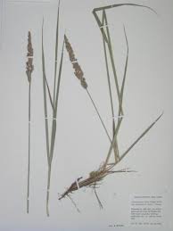 Attēlu rezultāti vaicājumam “Calamagrostis stricta”