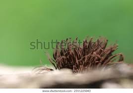 Attēlu rezultāti vaicājumam “Stemonitis marjana stalked”