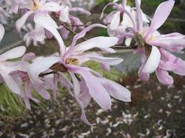 Attēlu rezultāti vaicājumam “Magnolia x loebneri flower”