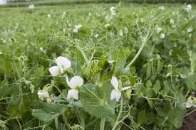 Image result for Erbsen