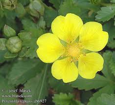Attēlu rezultāti vaicājumam “Potentilla reptans bud”