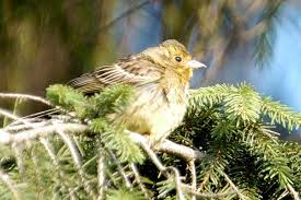 Attēlu rezultāti vaicājumam “Emberiza citrinella juvenile”