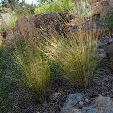 Attēlu rezultāti vaicājumam “Festuca arenaria”