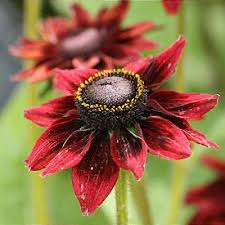 Attēlu rezultāti vaicājumam “Rudbeckia hirta var. pulcherrima”