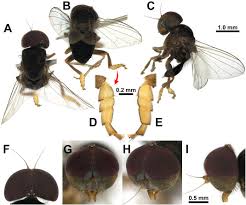 Attēlu rezultāti vaicājumam “Platypezidae”