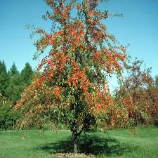 Attēlu rezultāti vaicājumam “Malus x zumi”