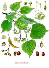 Attēlu rezultāti vaicājumam “Tilia platyphyllos subsp. cordifolia”