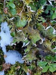 Attēlu rezultāti vaicājumam “Peltigera aphthosa”