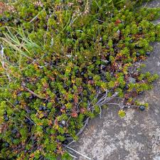 Attēlu rezultāti vaicājumam “Empetrum nigrum flower”