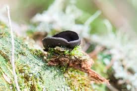 Attēlu rezultāti vaicājumam “Pseudoplectania nigrella”