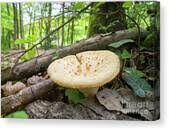 Attēlu rezultāti vaicājumam “Polyporus tuberaster”
