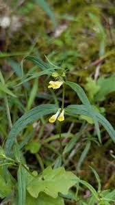 Attēlu rezultāti vaicājumam “Melampyrum sylvaticum leaf”