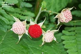 Attēlu rezultāti vaicājumam “Rubus parviflorus fruit”