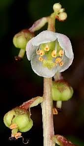 Attēlu rezultāti vaicājumam “Pyrola minor leaf”