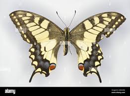 Attēlu rezultāti vaicājumam “Papilionidae”