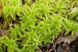 Attēlu rezultāti vaicājumam “Sphagnum squarrosum sporophyte”