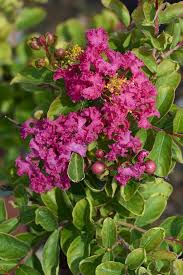 Image result for Lagerstroemia