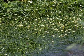 Attēlu rezultāti vaicājumam “Batrachium”