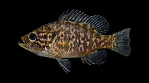 Image result for Lepomis cyanellus
