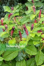 Attēlu rezultāti vaicājumam “Phytolacca acinosa flower”