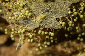 Attēlu rezultāti vaicājumam “Cribraria aurantiaca”