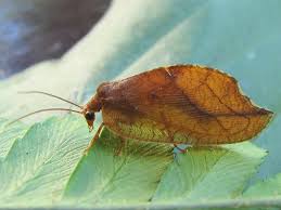 Attēlu rezultāti vaicājumam “Drepanepteryx phalaenoides”