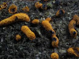 Attēlu rezultāti vaicājumam “Physarum alexandrowiczii spores”