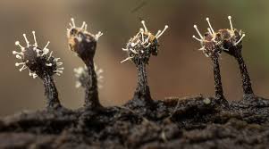 Attēlu rezultāti vaicājumam “Polycephalomyces tomentosus”