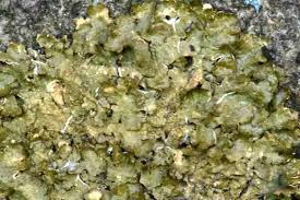 Attēlu rezultāti vaicājumam “Pleurosticta acetabulum”