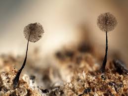 Attēlu rezultāti vaicājumam “Comatricha nigra”