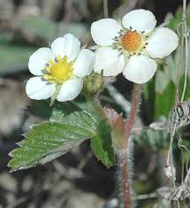 Image result for Rosengewächse