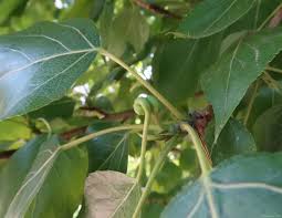 Attēlu rezultāti vaicājumam “Pemphigus borealis”