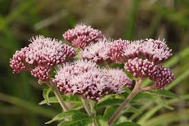 Attēlu rezultāti vaicājumam “Eupatorium cannabinum flower”