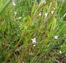 Attēlu rezultāti vaicājumam “Veronica scutellata bud”