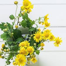 Image result for Chrysanthemum segetum