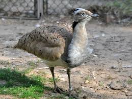 Image result for Chlamydotis macqueenii